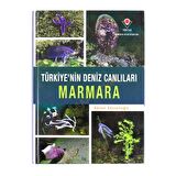 Türkiyemp#039nin Deniz Canlıları - Marmara