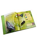 Life Cycles - Rainforest - Sean Callery