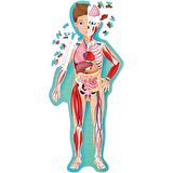 Sassi Travel - Learn and Explore - The Human Body