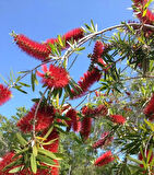 Fırça Çalısı (Callistemon citrinus) Fidanı - 2 Yaş, Kırmızı Çiçekli ve Dayanıklı