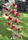Fırça Çalısı (Callistemon citrinus) Fidanı - 2 Yaş, Kırmızı Çiçekli ve Dayanıklı