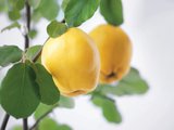 lefke osmaneli ayva lokumu