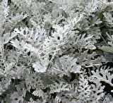 1-2 Yaş Arası Tüplü Gri Kül Çalısı (Cineraria Maritima) Fidanı - Dayanıklı ve Göz Alıcı Çalı