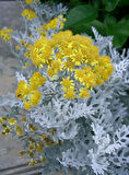 1-2 Yaş Arası Tüplü Gri Kül Çalısı (Cineraria Maritima) Fidanı - Dayanıklı ve Göz Alıcı Çalı