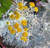 1-2 Yaş Arası Tüplü Gri Kül Çalısı (Cineraria Maritima) Fidanı - Dayanıklı ve Göz Alıcı Çalı