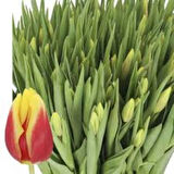 İki Renkli Sarı Kırmızı "Jan Seignette" 5 Adet