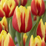 İki Renkli Sarı Kırmızı "Jan Seignette" 5 Adet