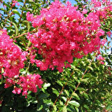 2'li Erguvan (Cercis siliquastrum) Ağacı Fidanı - Büyüleyici Pembe Çiçekler, 1-2 Yaş Arası Tüplü