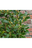Laurus Nobilis Defne Fidanı Saksılı