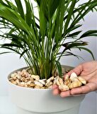 Sarı Çizgili Dolomit Taş 6 Kg 1-2 Cm Bahçe Dere Taşı Çakıl Taşı