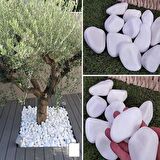Dolomit Taş 10 Kg 4-6 Cm Beyaz Dere Taşı Çakıl Taşı Bahçe Süs Taş