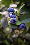 Meyve Vermeye Hazır Yaban Mersini Fidanı (Vaccinium corymbosum) - 3 Yaşında Saksılı