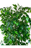 BENJAMİN 180 CM YAPAY AĞAÇ 30x30 GOLD KEMERLİ SAKSI