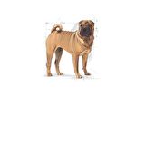 Royal Canin Medium Dermacomfort Kuru Köpek Maması 12kg