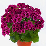 Aristo Burgundy Siyah Sardunya Canan Çiçeği Fidesi (1 adet)