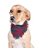 Köpek Bandana / Crebol