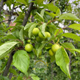 6 Yaş Aşılı Papaz Erik Fidanı