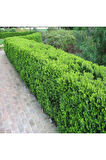 Şimşir (Buxus Sempervirens) Fidanı 20-40 Cm