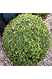 Şimşir (Buxus Sempervirens) Fidanı 20-40 Cm