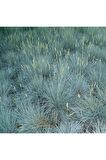 Mavi Çim Festuca Glauca ( saksılı ) 