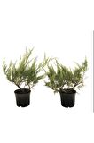 Juniperus Sabina Sabin Ardıcı