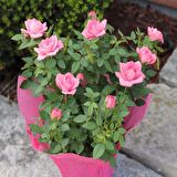 ADA TARIM 2 ADET  TÜPLÜ  BODUR PEMBE GÜL FİDANI 15-25 CM