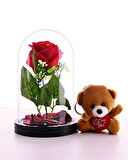 Fanusta Kırmızı Gül ve Mini Ayıcık Set Sevgiliye Hediye 01B