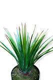 Yapay Agave Bitkisi 60 cm
