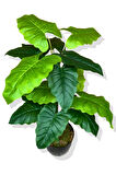 Yapay Fil Kulağı (Alocasia Odora) Ağacı 100 Cm