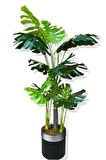 Monstera Yapay Ağaç 3 Gövde 170-175 Cm