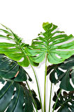 Monstera Yapay Ağaç 3 Gövde 170-175 Cm