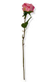 Yapay Tek Dal Gül 65 Cm