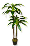 Yapay Ağaç Dracena Massengana 2 Gövde 175-180 Cm
