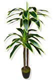 Yapay Ağaç Dracena Massengana 2 Gövde 175-180 Cm