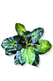 Yapay Bitki Alocasia 75-80 Cm