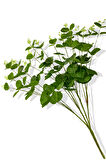 Yapay Okaliptus Demeti 50 Cm