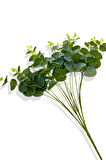 Yapay Okaliptus Demeti 50 Cm
