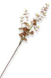 Yapay Okaliptus Tek Dal 93 Cm