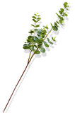 Yapay Okaliptus Tek Dal 93 Cm