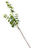 Yapay Okaliptus Tek Dal 93 Cm