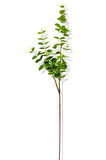 Yapay Okaliptus Tek Dal 93 Cm