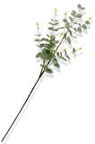 Yapay Okaliptus Tek Dal 93 Cm