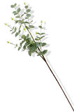 Yapay Okaliptus Tek Dal 93 Cm