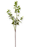 Yapay Okaliptus Tek Dal 93 Cm