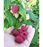 Fidan & Peyzaj - 3 Farklı Çeşit Ahududu Fidanı Seti (Açık Kök)