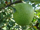 Granny Smith Elma Fidanı (Saksılı / 150 - 160 cm.)