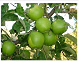 Granny Smith Elma Fidanı (Saksılı / 150 - 160 cm.)