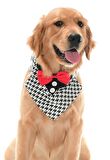 Orta ve Büyük Irk Köpekler için Yakalık Bandana Morjop