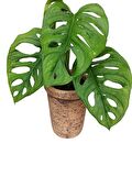 MONSTERA OBLİQUA DEVE TABANI SARMAŞIK CİNS ÖZEL TOPRAK SAKSISINDA