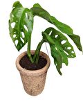 MONSTERA OBLİQUA DEVE TABANI SARMAŞIK CİNS ÖZEL TOPRAK SAKSISINDA